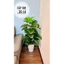 CÂY GIẢ - CÂY TRẦU BÀ LÁ XẺ HÀNG LOẠI ĐẸP DECOR TRANG TRÍ NHÀ