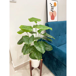 CÂY GIẢ MẪU MỚI - cây trầu bà viền xanh 80cm