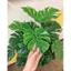 Cây trầu bà lá xẻ cao 1m5 - 72 lá - cây giả trang trí decor nhà