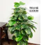CÂY GIẢ - CÂY TRẦU BÀ LÁ ĐỐM (Vạn niên thanh) 1m1/1m3/1m5