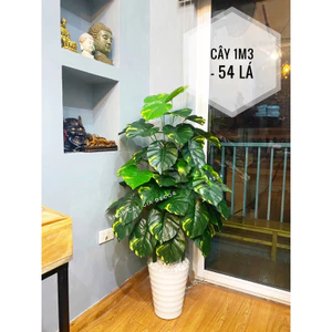 CÂY GIẢ - CÂY TRẦU BÀ LÁ ĐỐM (Vạn niên thanh) 1m1/1m3/1m5