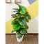 CÂY GIẢ - CÂY TRẦU BÀ LÁ ĐỐM (Vạn niên thanh) 1m1/1m3/1m5