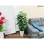 CÂY GIẢ - CÂY TRẦU BÀ LÁ ĐỐM (Vạn niên thanh) 1m1/1m3/1m5
