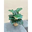 cây giả - cây lá rùa monstera 50cm,60cm (ảnh thật shop tự chụp 100%)