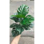 cây giả - cây lá rùa monstera 50cm,60cm (ảnh thật shop tự chụp 100%)