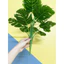 cây giả - cây lá rùa monstera 50cm,60cm (ảnh thật shop tự chụp 100%)