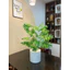 trầu bà thanh xuân monstera 75cm - cây giả decor (hình thật tự chụp 100%)