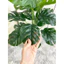 cây giả - cây lá rùa monstera 50cm,60cm (ảnh thật shop tự chụp 100%)