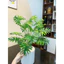 trầu bà thanh xuân monstera 75cm - cây giả decor (hình thật tự chụp 100%)
