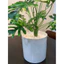trầu bà thanh xuân monstera 75cm - cây giả decor (hình thật tự chụp 100%)
