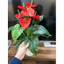 cây hồng môn giả 🌺 cao 50cm - Chậu cây để bàn trang trí nhà cửa, văn phòng