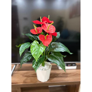 cây hồng môn giả 🌺 cao 50cm - Chậu cây để bàn trang trí nhà cửa, văn phòng