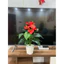 cây hồng môn giả 🌺 cao 50cm - Chậu cây để bàn trang trí nhà cửa, văn phòng