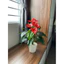 cây hồng môn giả 🌺 cao 50cm - Chậu cây để bàn trang trí nhà cửa, văn phòng