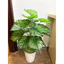 CÂY GIẢ - CÂY TRẦU BÀ LÁ SỌC 75CM