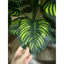 CÂY GIẢ - CÂY TRẦU BÀ LÁ SỌC 75CM