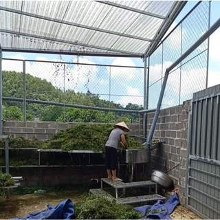 Trà Liên Sơn tiêu thực - trà nhuận tràng, tiêu thực, thanh nhiệt.