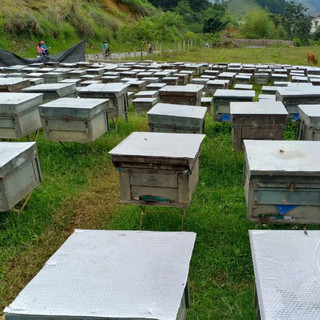 Mật ong Bạc Hà nguyên chất Hàm Yên -  ngọt thanh, sánh vàng - chai 1 lít
