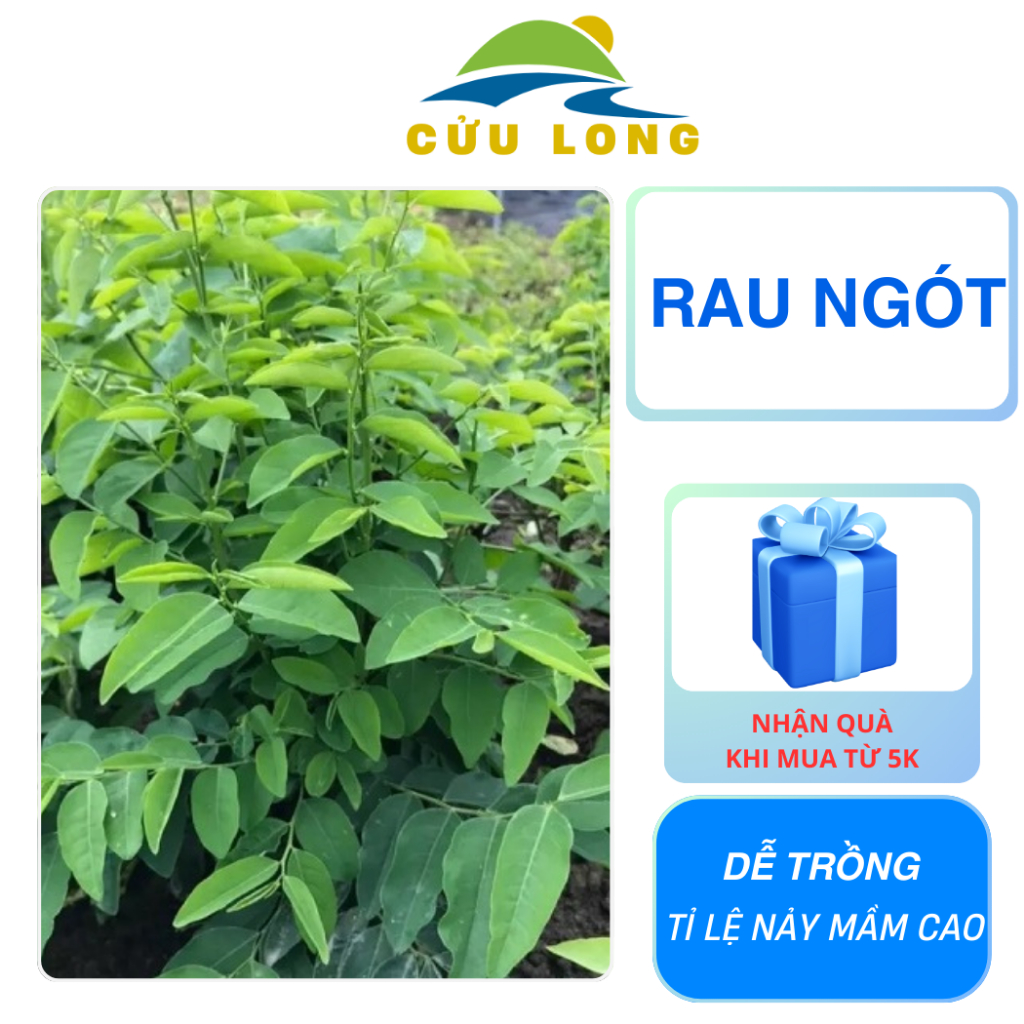 Hạt Giống Rau Bồ Ngót (rau ngót) gói 1gr~30 hạt. | Shopee Việt Nam