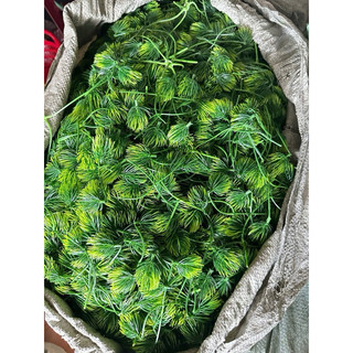 1kg điểm Tùng kim ( quả thông ) trang trí giỏ quà, hoa quả ,…- Lá giả decor