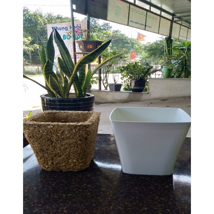 Vỏ trấu trồng cây, Vỏ trấu khô sạch trồng cây sen đá, giá thể sen đá - CANH NÔNG