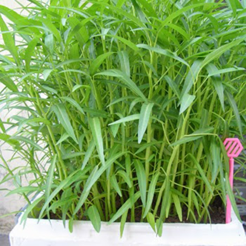 Bầu Cây Rau Muống Tiến Vua dễ trồng, năng suất cao, trồng quanh năm KVT - Hạt Giống CANH NÔNG
