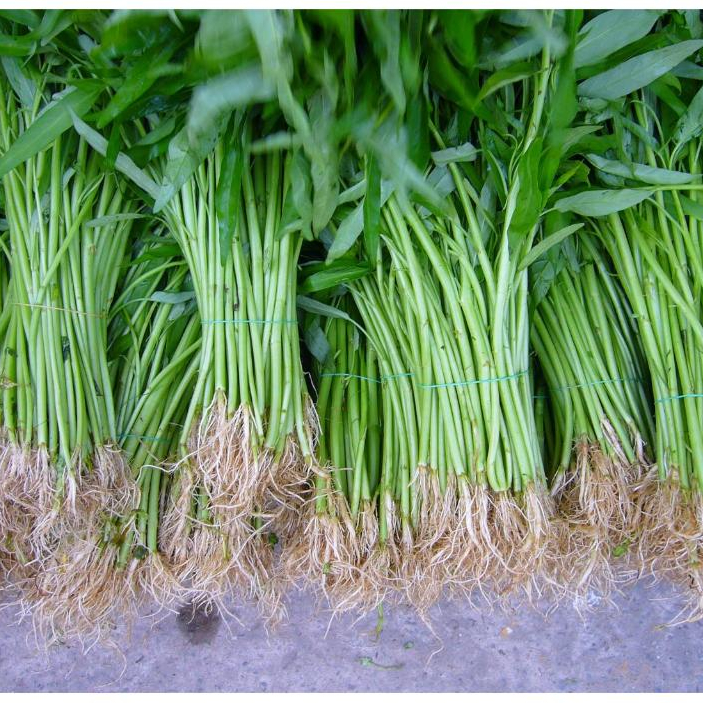 Bầu Cây Rau Muống Tiến Vua dễ trồng, năng suất cao, trồng quanh năm KVT - Hạt Giống CANH NÔNG