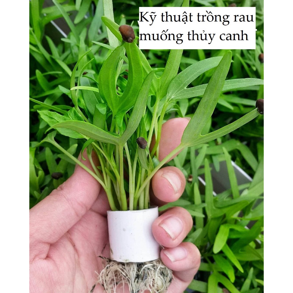 Bầu Cây Rau Muống Tiến Vua dễ trồng, năng suất cao, trồng quanh năm KVT - Hạt Giống CANH NÔNG