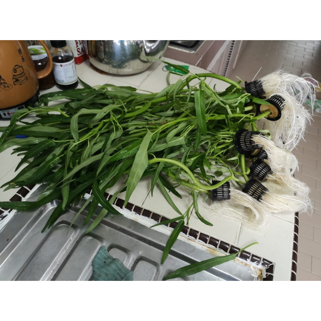 Bầu Cây Rau Muống Tiến Vua dễ trồng, năng suất cao, trồng quanh năm KVT - Hạt Giống CANH NÔNG