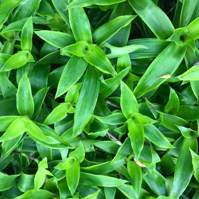 Cây lược vàng - Cây giống, Lá cây lược vàng có thân rễ đầy đủ KVT - Hạt Giống CANH NÔNG