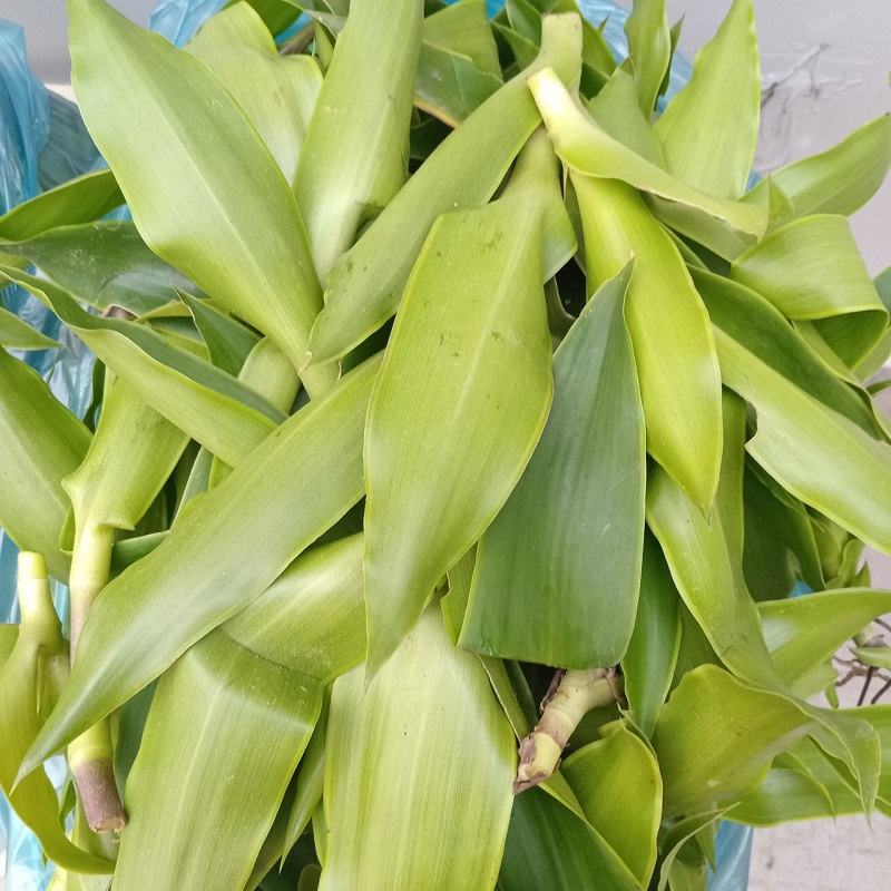 Cây lược vàng - Cây giống, Lá cây lược vàng có thân rễ đầy đủ KVT - Hạt Giống CANH NÔNG