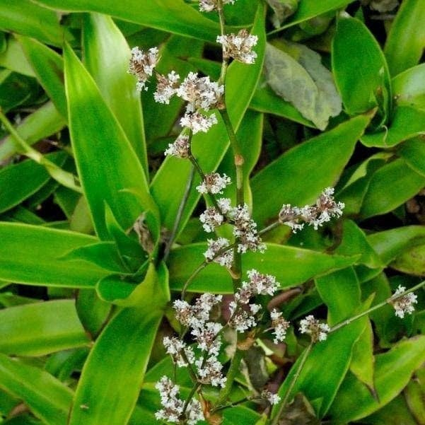 Cây lược vàng - Cây giống, Lá cây lược vàng có thân rễ đầy đủ KVT - Hạt Giống CANH NÔNG