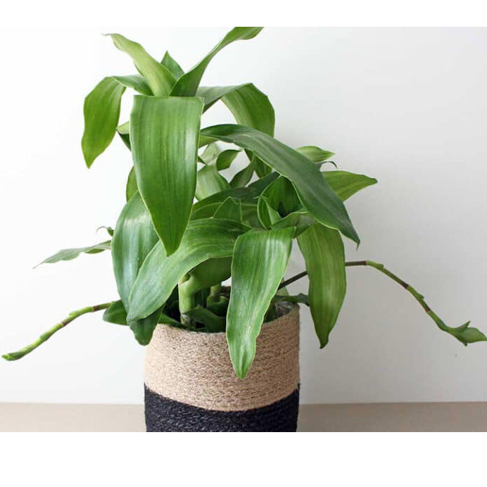 Cây lược vàng - Cây giống, Lá cây lược vàng có thân rễ đầy đủ KVT - Hạt Giống CANH NÔNG