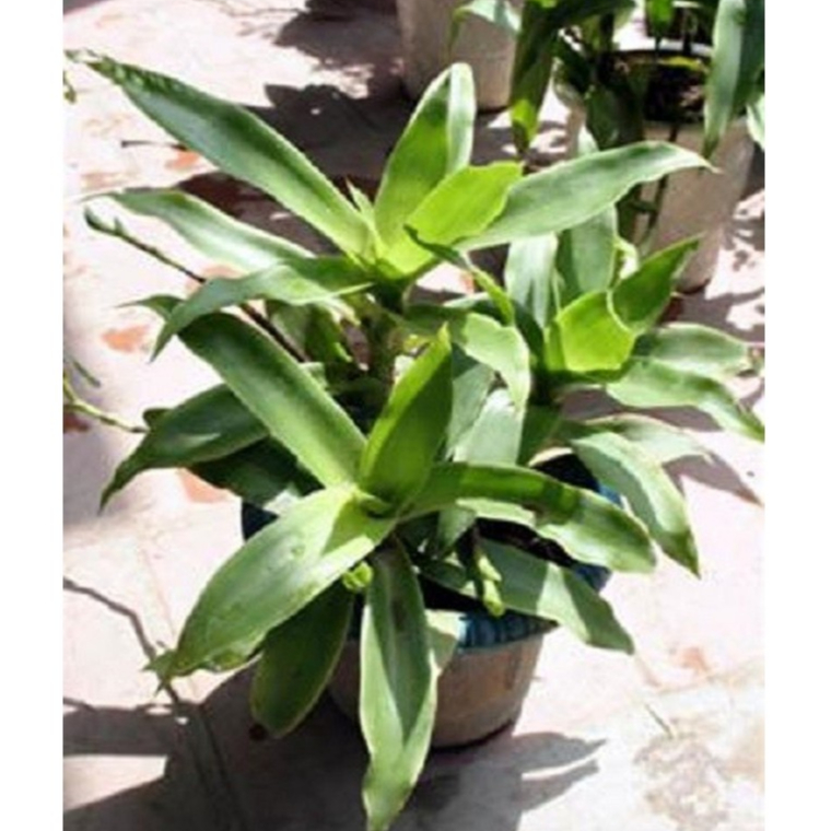 Cây lược vàng - Cây giống, Lá cây lược vàng có thân rễ đầy đủ KVT - Hạt Giống CANH NÔNG