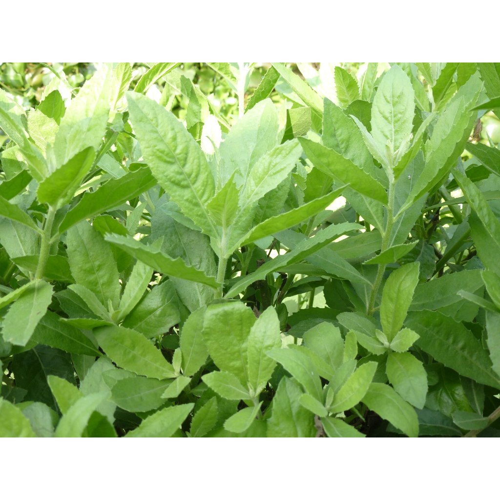 Bầu Cây Cúc Tần Nếp Ta Thơm  (Cây Từ Bi) KVT - Hạt Giống CANH NÔNG