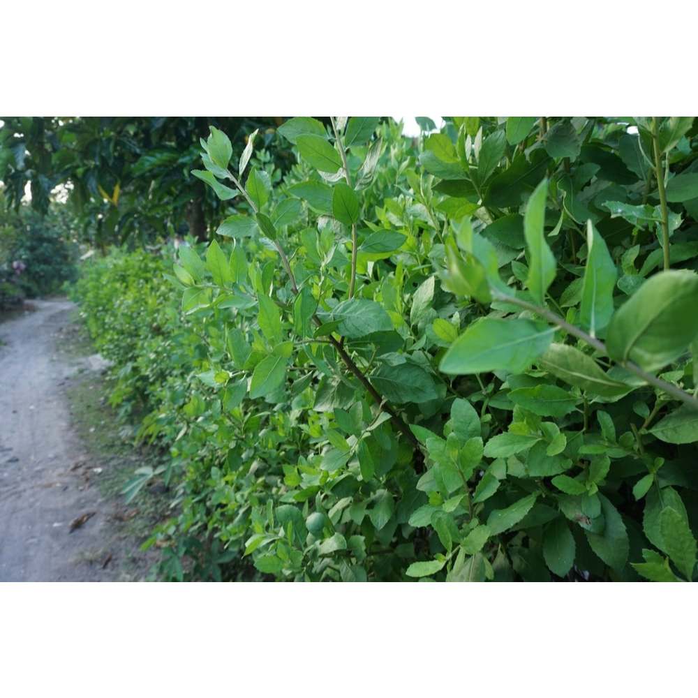 Bầu Cây Cúc Tần Nếp Ta Thơm  (Cây Từ Bi) KVT - Hạt Giống CANH NÔNG
