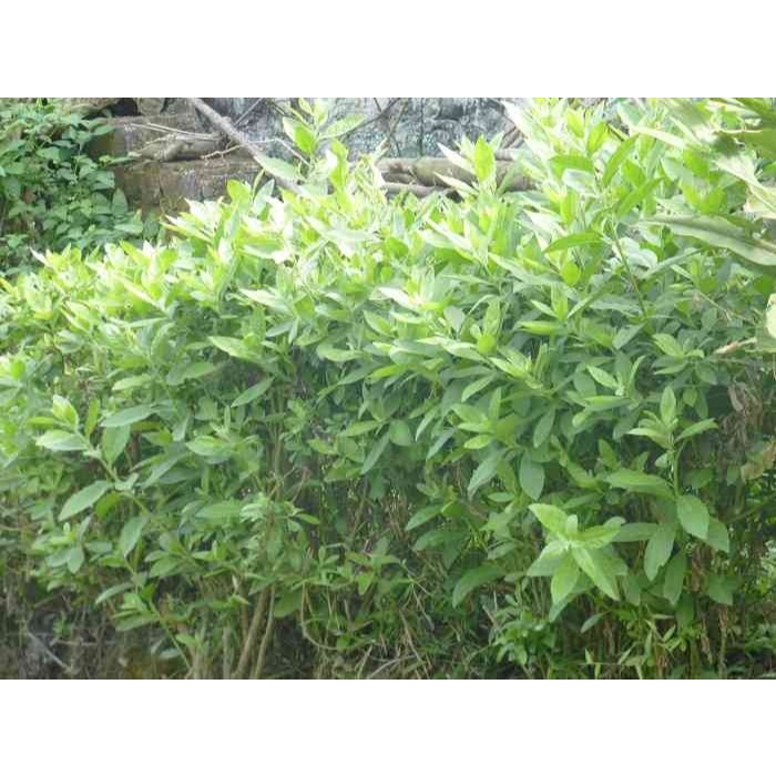 Bầu Cây Cúc Tần Nếp Ta Thơm  (Cây Từ Bi) KVT - Hạt Giống CANH NÔNG
