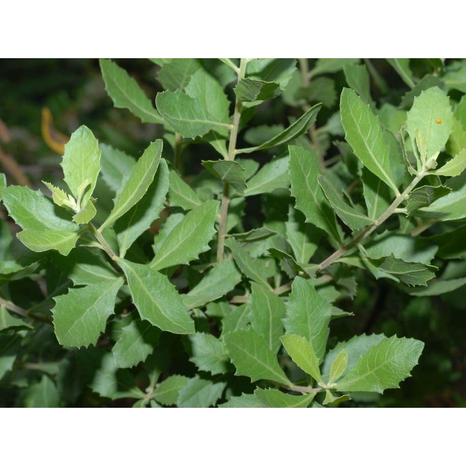 Bầu Cây Cúc Tần Nếp Ta Thơm  (Cây Từ Bi) KVT - Hạt Giống CANH NÔNG