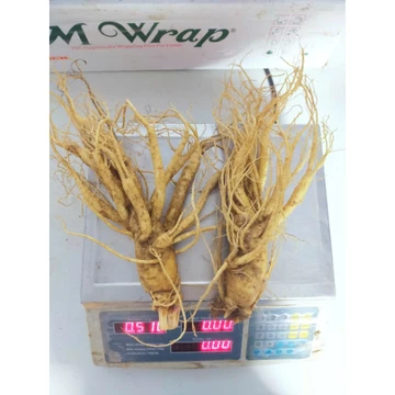Nhân sâm 2 củ=500g làm quà biếu, sâm Hàn Quốc, nhân sâm, sâm tươi-PP Sâm Yến Thái An