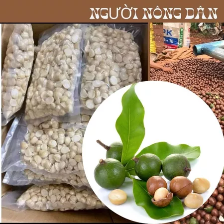 Nhân hạt macca bể đôi, nhân macca hữu cơ Tây Nguyên