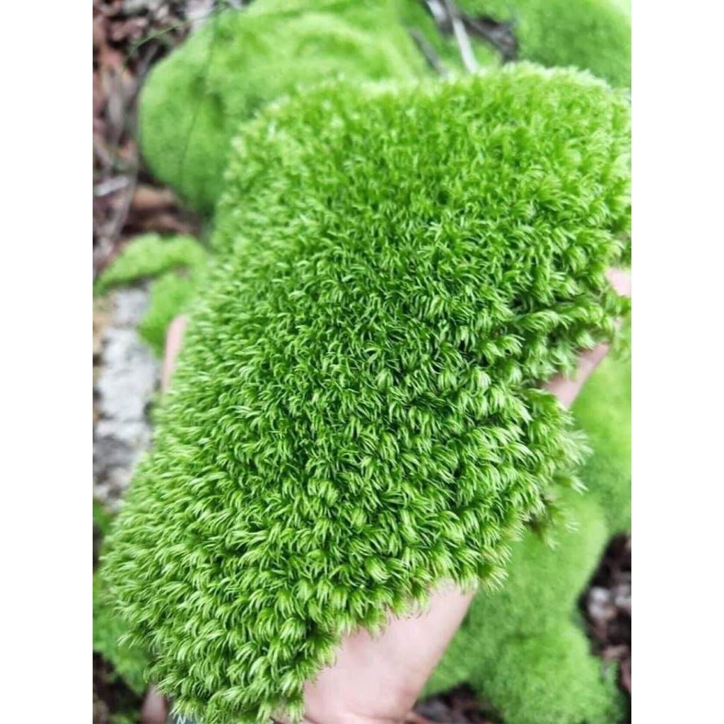Rêu cusion ( leucobryum ),Rêu Bonsai xanh đẹp trang trí bán cạn, terrarium, tiểu cảnh,bonsai mua 5 tặng 1
