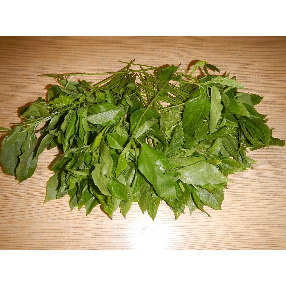 20 Cây Rau Đay Trắng (Rau Đay Xanh) Thơm Ngon, Dễ Trồng, Dinh Dưỡng Cao KVT - CANH NÔNG