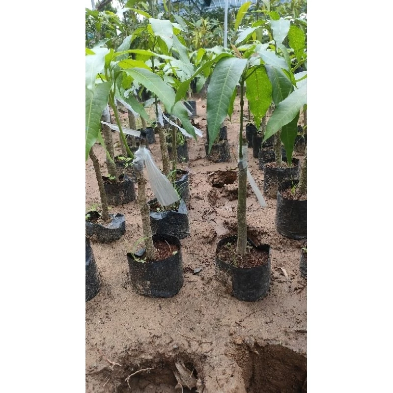 Cây xoài keo giống Cây Xoài Keo giống