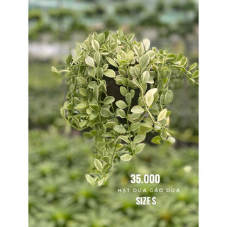 Chậu treo Lan Hạt Dưa cẩm thạch rũ decor xinh đẹp và tiết kiệm - |Vườn Như Ngọc| - Đã thêm vận chuyển Hoả tốc