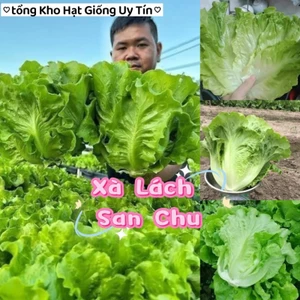 Hạt Giống Xà Lách San Chu🌱 Ăn Dòn Ngọt, Chịu Nhiệt Năng Suất Cao