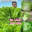 Hạt Giống Xà Lách San Chu🌱 Ăn Dòn Ngọt, Chịu Nhiệt Năng Suất Cao