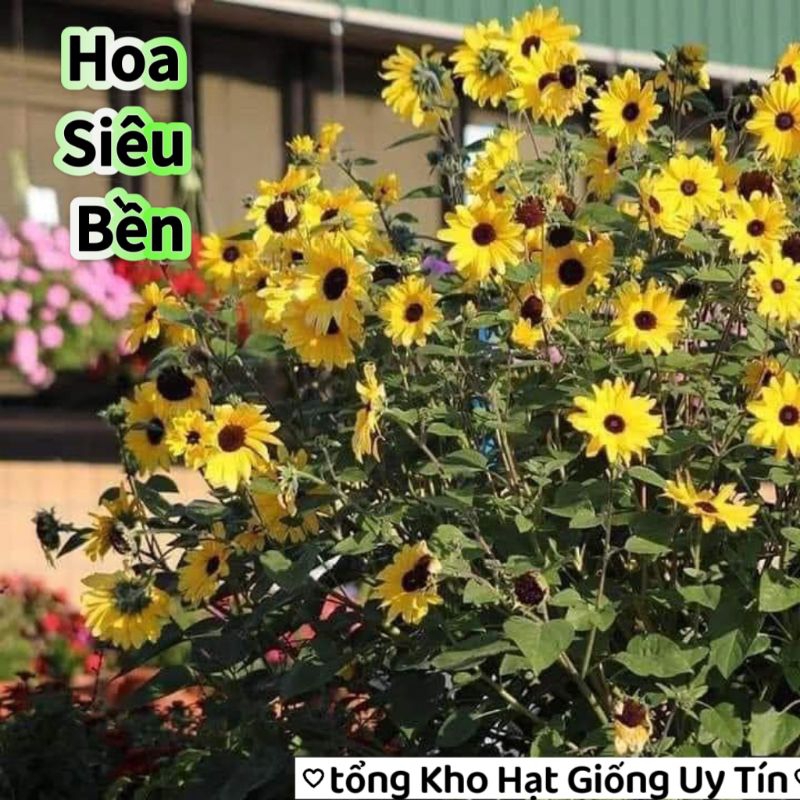 Hạt giống hoa hướng dương Mỹ PICO Nhuỵ Đen Nhiều Hoa💖 Hoa Siêu Bền💖 chịu nhiệt, hoa quanh năm.