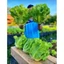 Hạt Giống Xà Lách San Chu🌱 Ăn Dòn Ngọt, Chịu Nhiệt Năng Suất Cao
