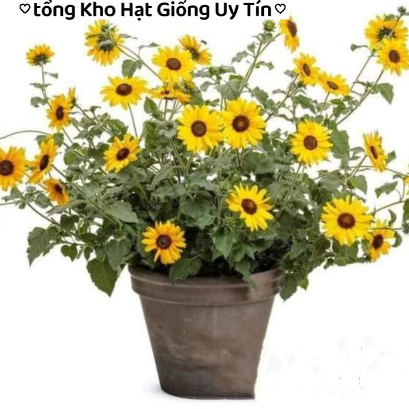 Hạt giống hoa hướng dương Mỹ PICO Nhuỵ Đen Nhiều Hoa💖 Hoa Siêu Bền💖 chịu nhiệt, hoa quanh năm.