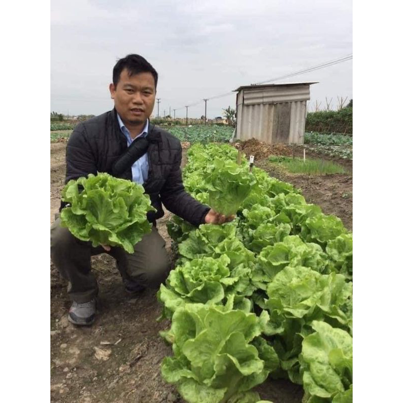 ( mua 2 tặng 1)  Hạt Giống Xà Lách San Chu🌱 Ăn Dòn Ngọt, Chịu Nhiệt Năng Suất Cao
